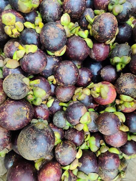 Mangosteen - Image 5