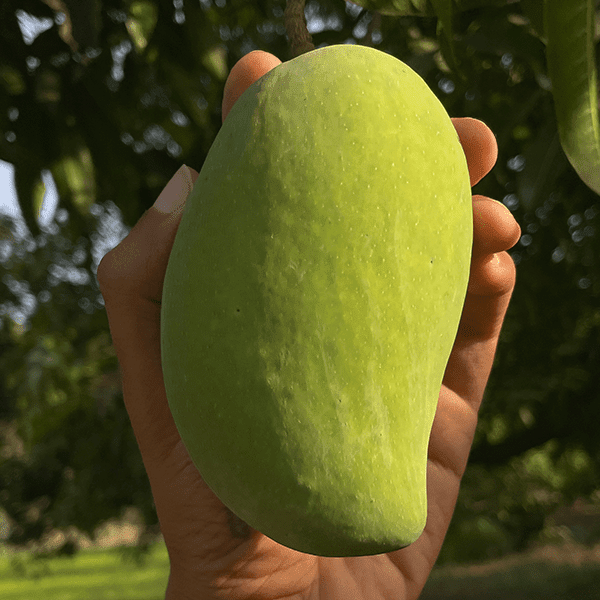 Gir Kesar Mangoes